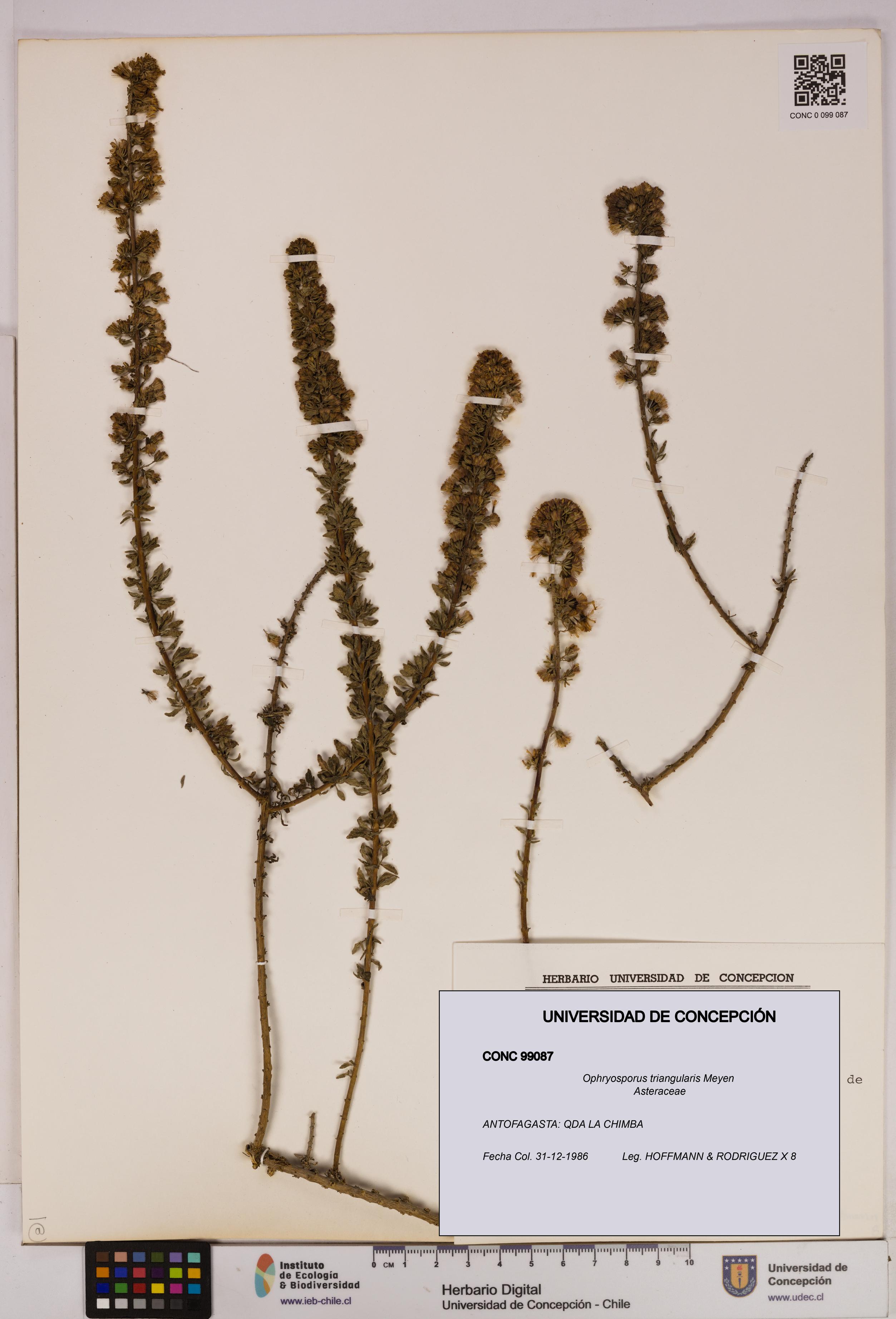 Ophryosporus triangularis [Espécimen: UDEC:CONC:0099087]