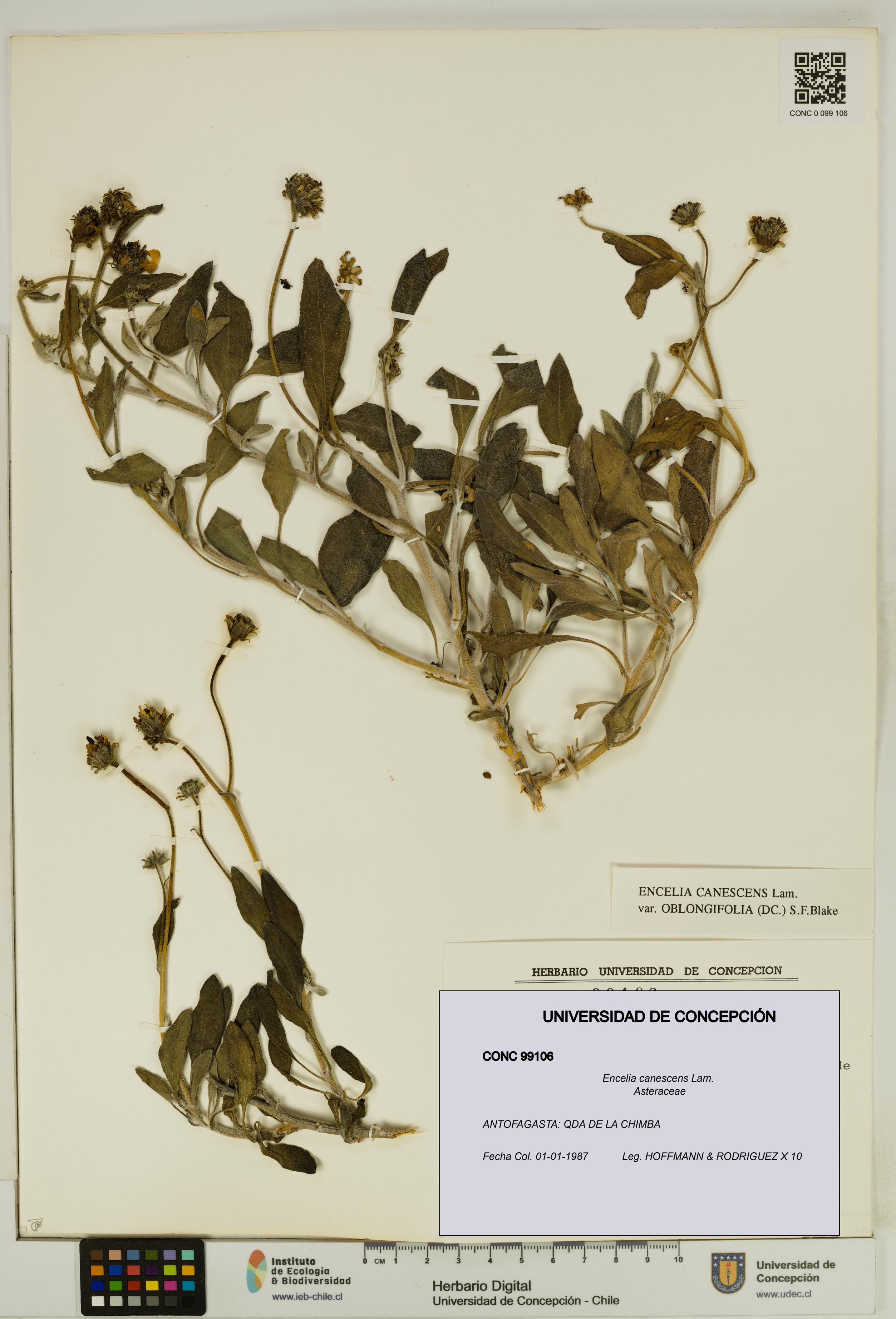 Encelia canescens [Espécimen: UDEC:CONC:0099106]