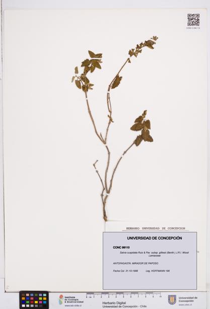Salvia cuspidata subsp. gilliesii [Espécimen: ]