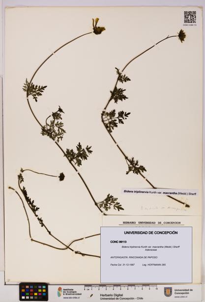 Bidens triplinervia [Espécimen: UDEC:CONC:0099113]