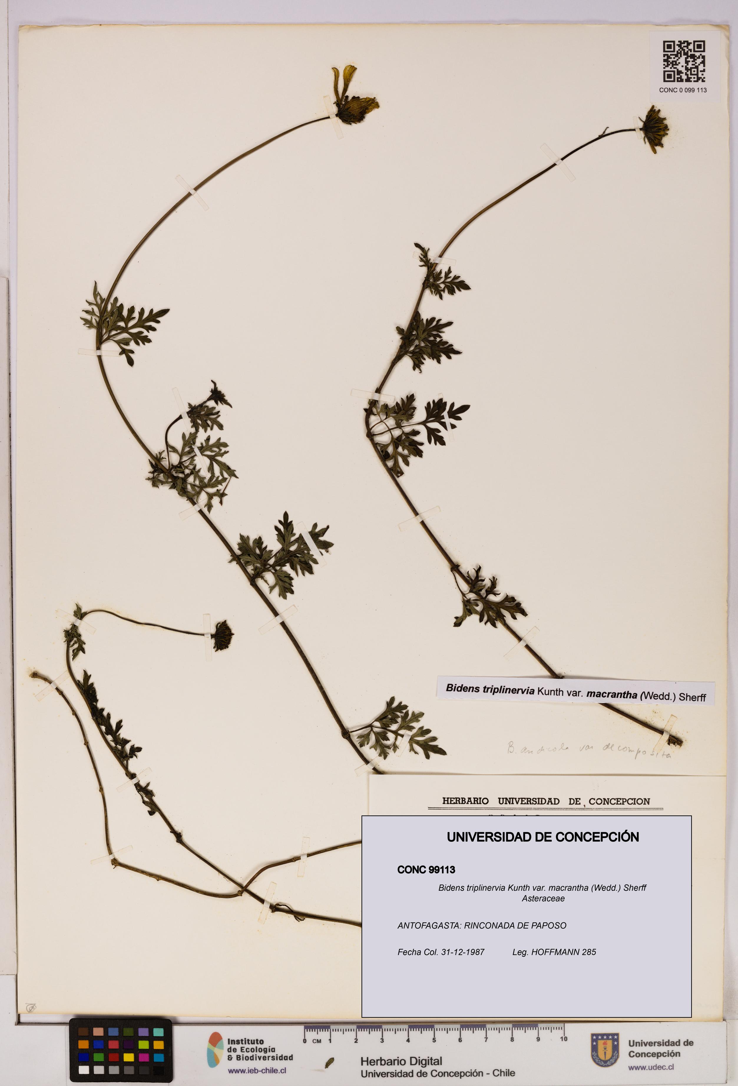 Bidens triplinervia [Espécimen: UDEC:CONC:0099113]