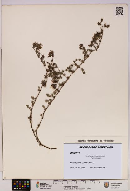 Frankenia chilensis [Espécimen: UDEC:CONC:0099114]