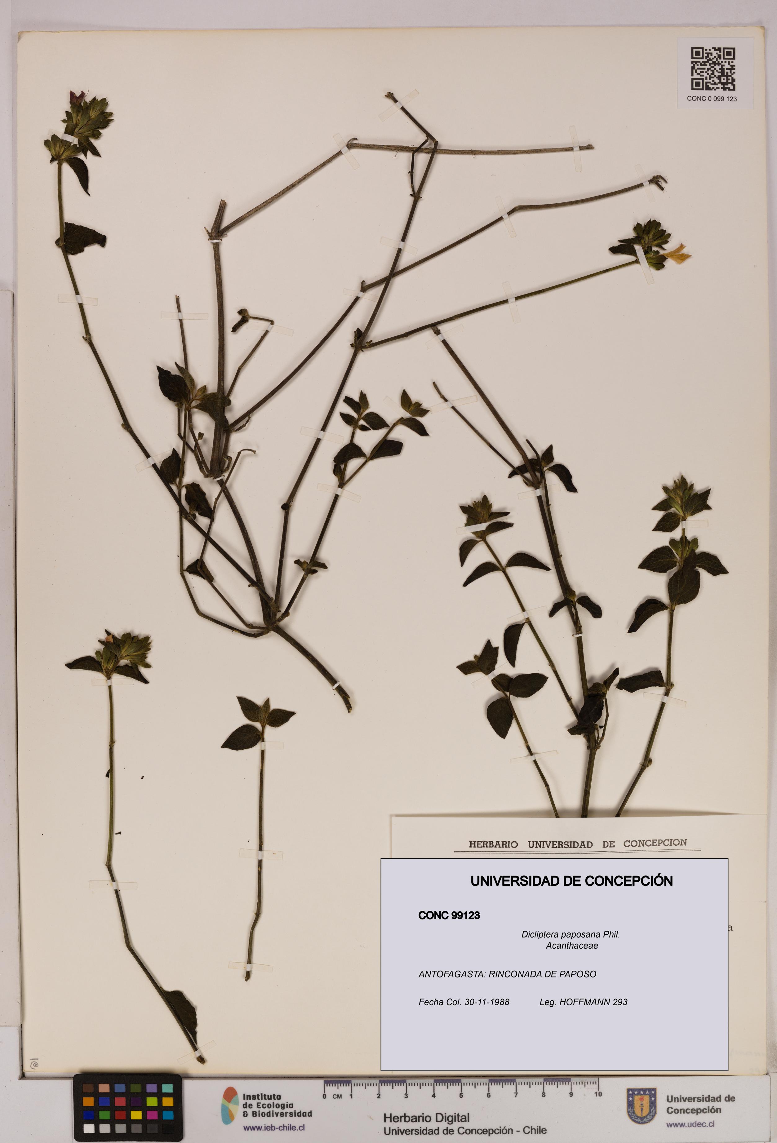 Dicliptera paposana [Espécimen: UDEC:CONC:0099123]