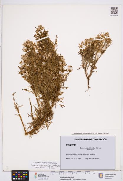 Senecio pseudalmeidae [Espécimen: ]