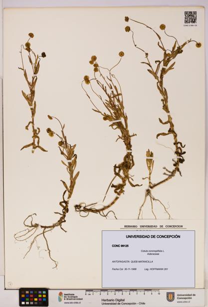 Cotula coronopifolia [Espécimen: UDEC:CONC:0099125]