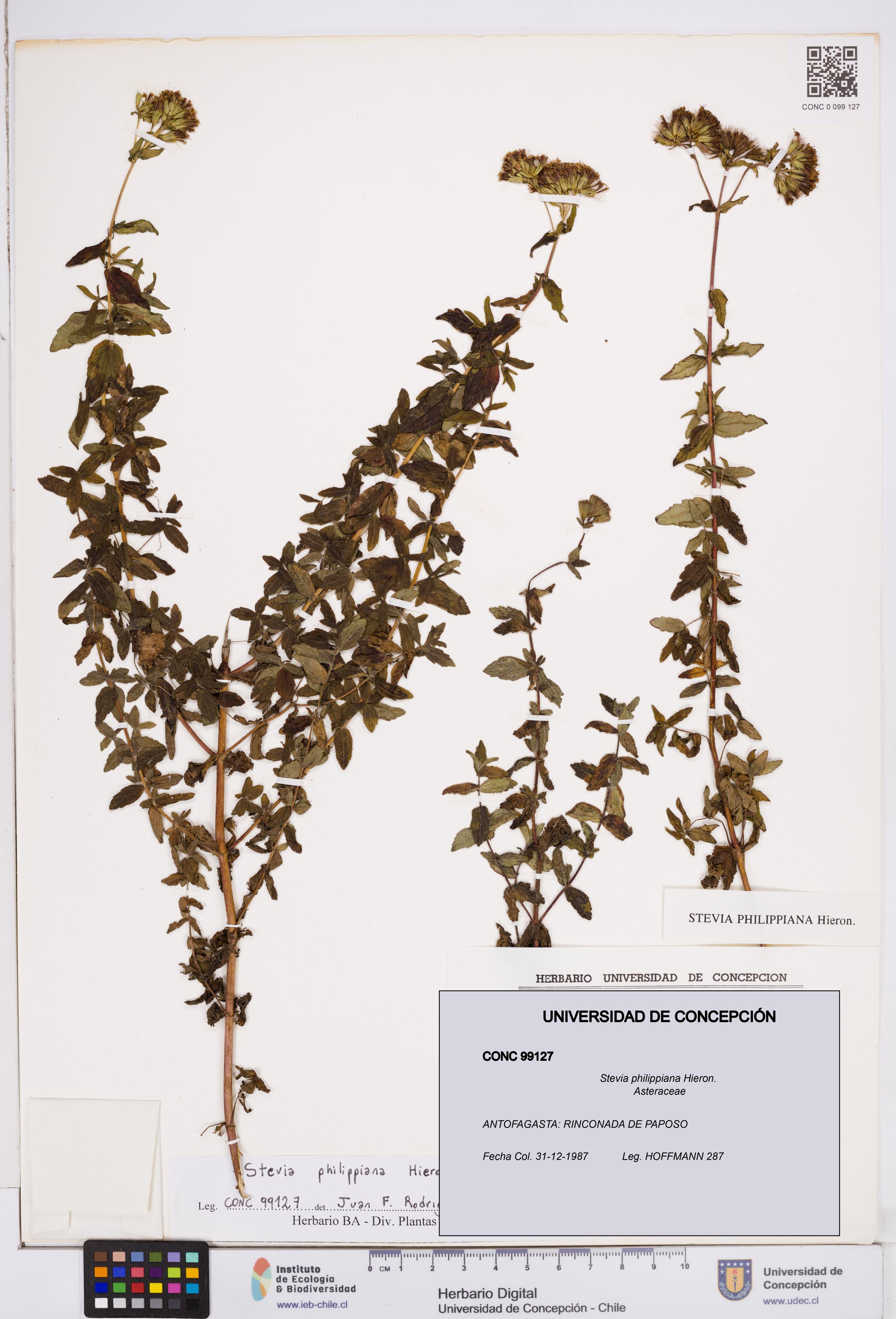 Stevia philippiana [Espécimen: ]