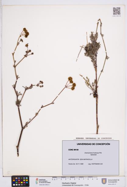 Eremocharis fruticosa [Espécimen: ]