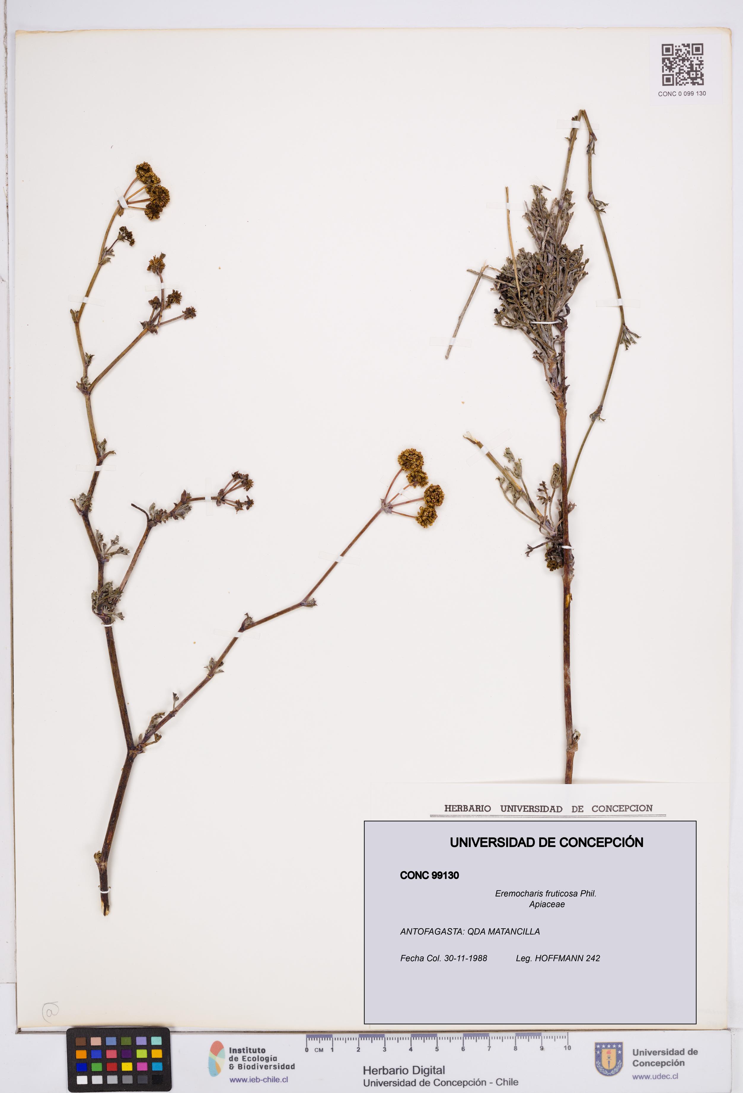 Eremocharis fruticosa [Espécimen: ]