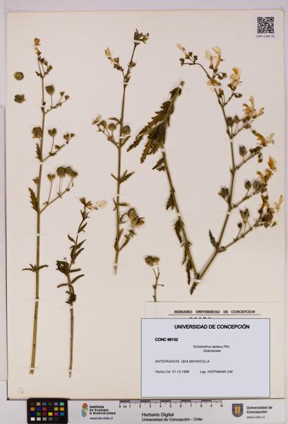 Schizanthus lacteus [Espécimen: UDEC:CONC:0099132]