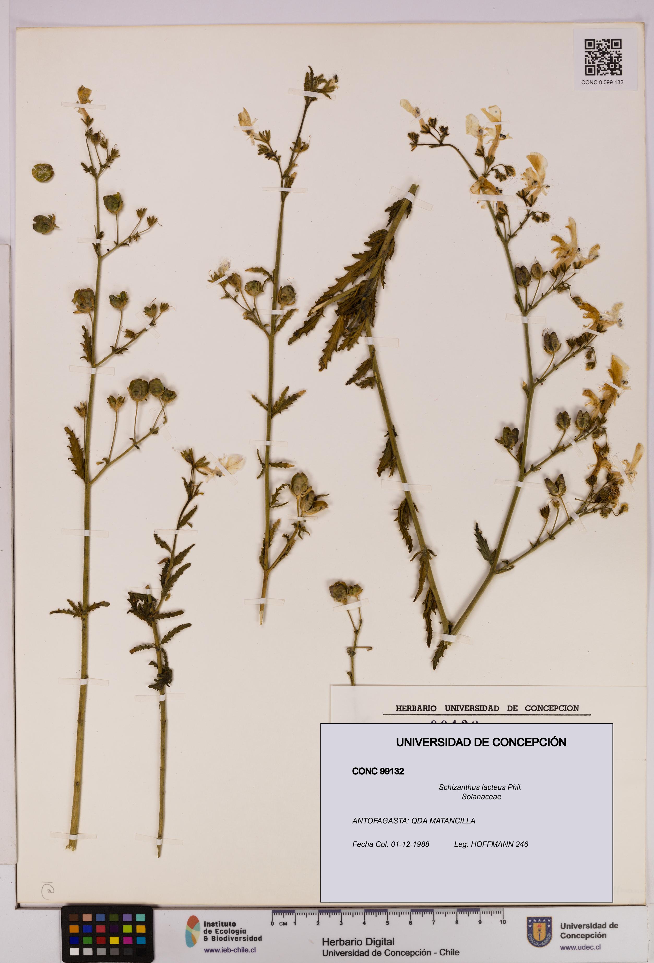 Schizanthus lacteus [Espécimen: UDEC:CONC:0099132]