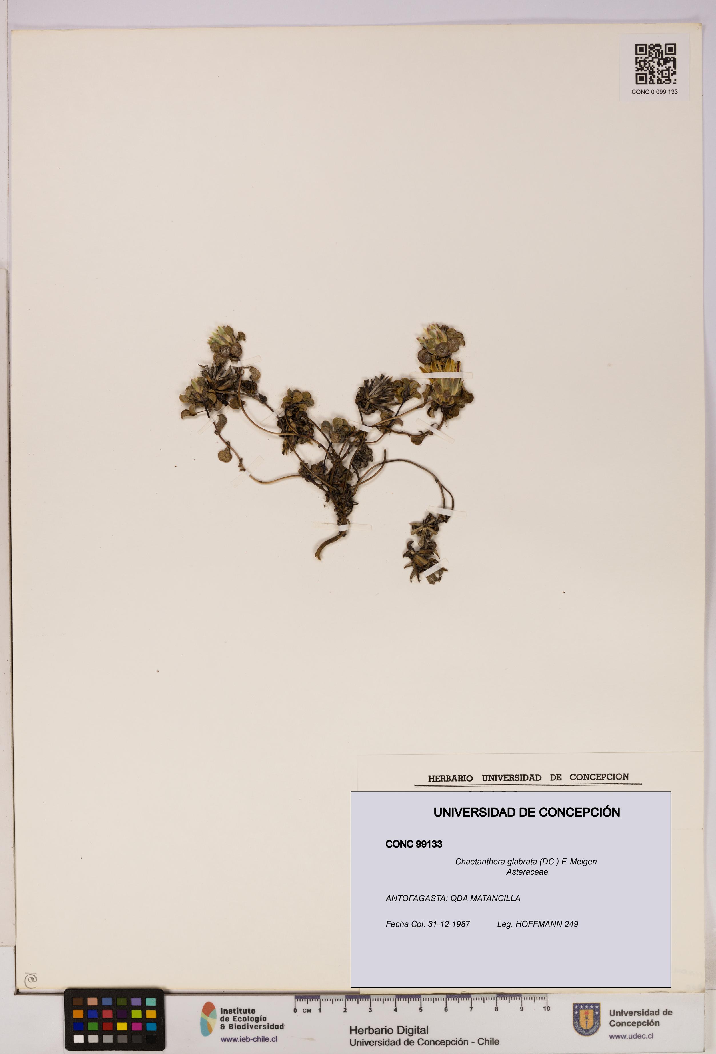 Chaetanthera glabrata [Espécimen: UDEC:CONC:0099133]