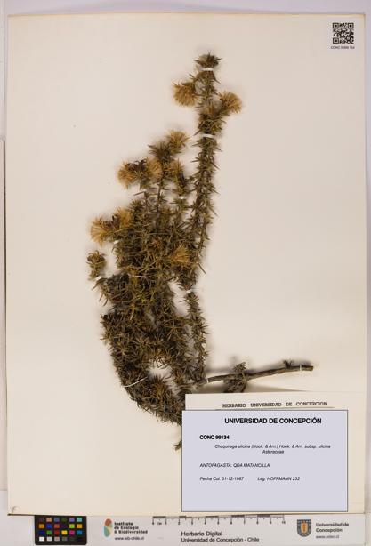 Chuquiraga ulicina subsp. ulicina [Espécimen: UDEC:CONC:0099134]