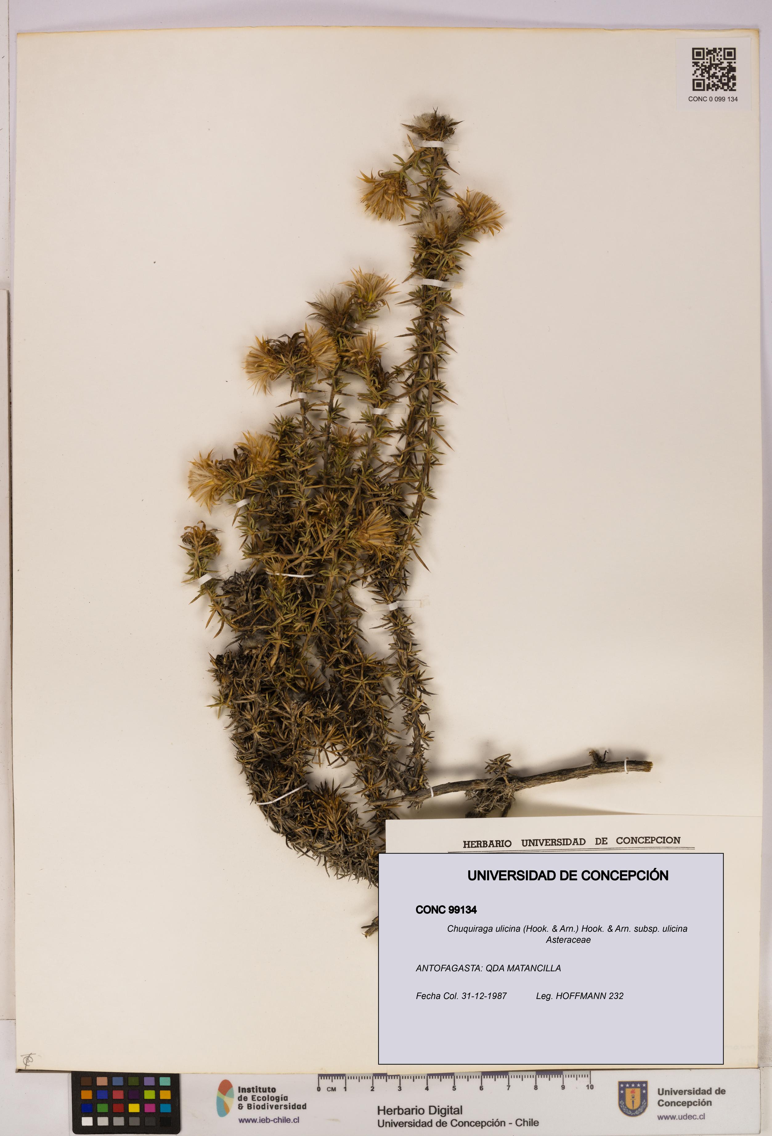 Chuquiraga ulicina subsp. ulicina [Espécimen: UDEC:CONC:0099134]