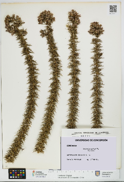 Oxyphyllum ulicinum [Espécimen: ]
