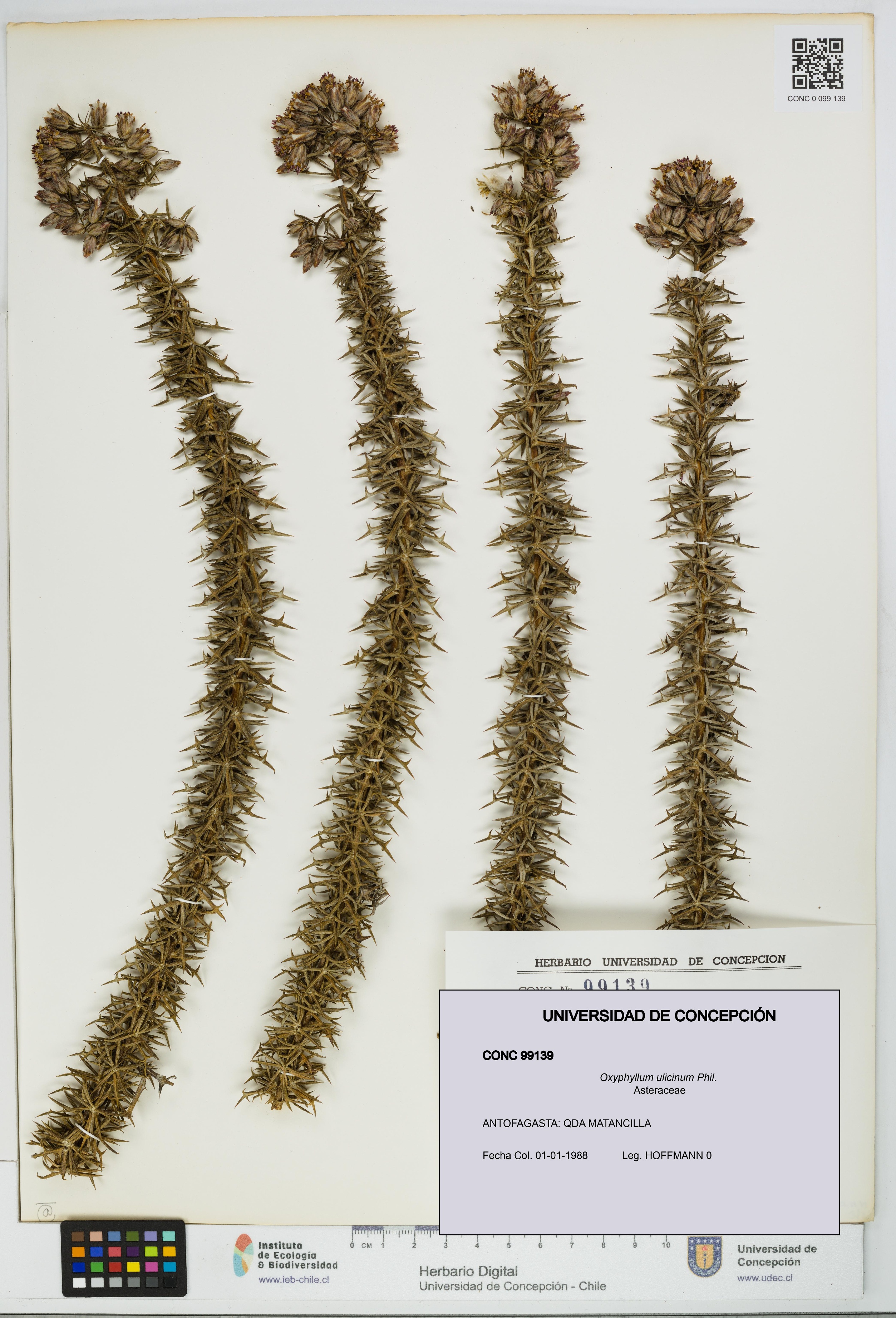 Oxyphyllum ulicinum [Espécimen: ]
