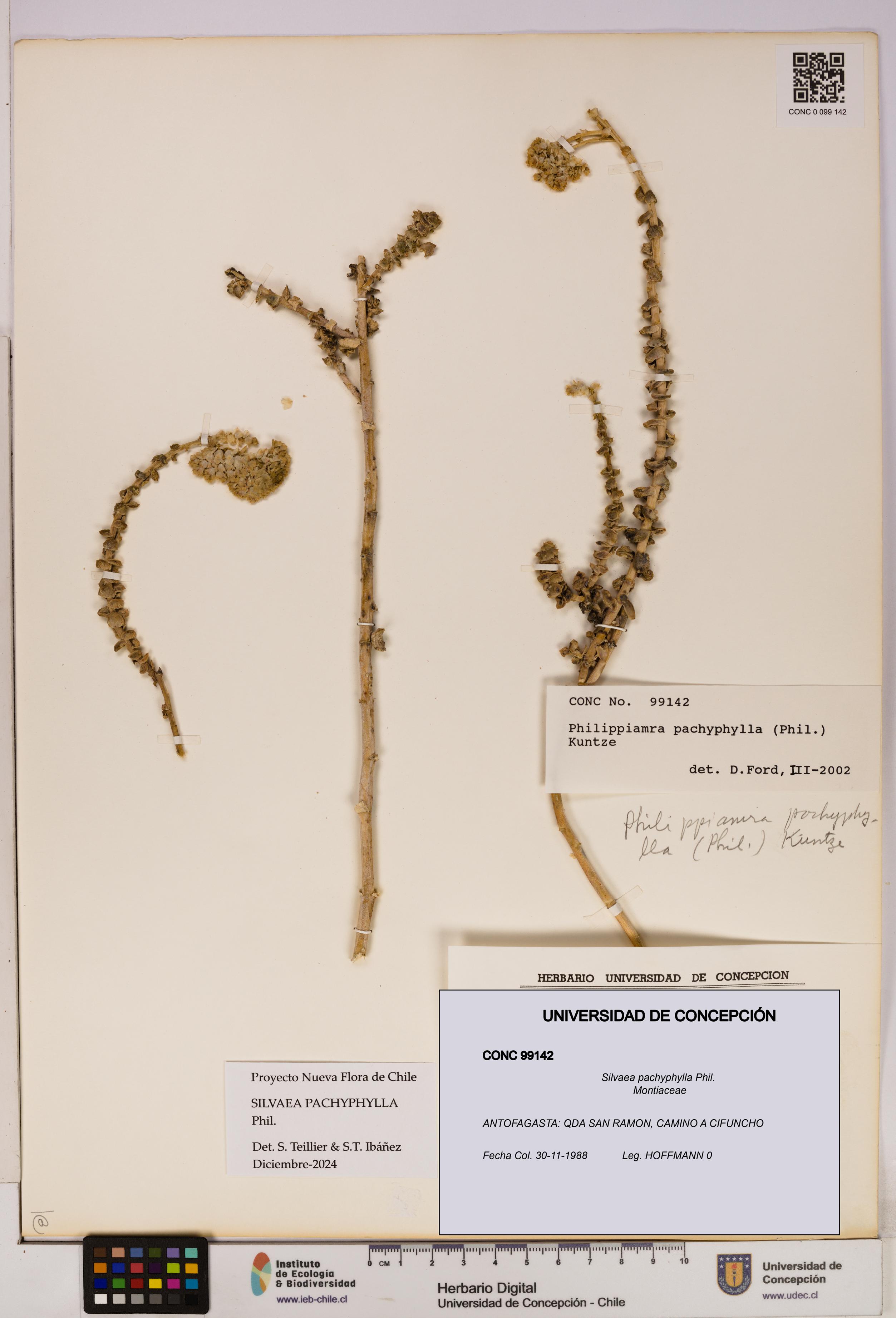 Silvaea pachyphylla [Espécimen: UDEC:CONC:0099142]