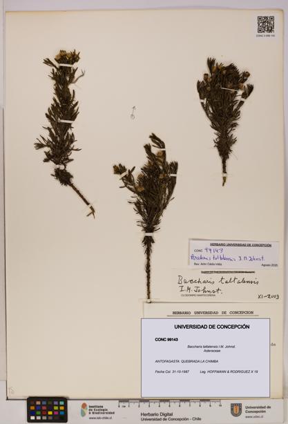 Baccharis taltalensis [Espécimen: UDEC:CONC:0099143]