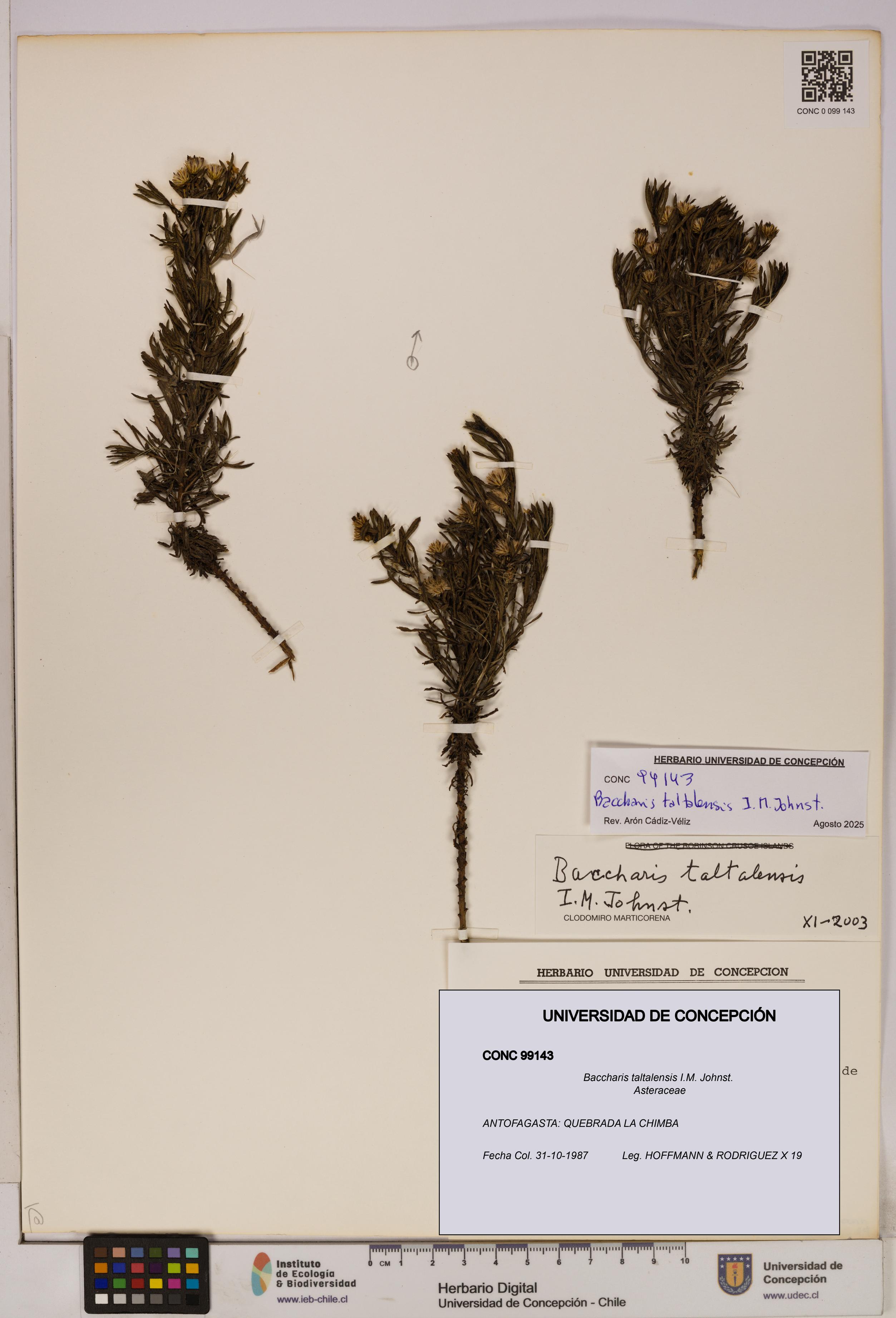Baccharis taltalensis [Espécimen: UDEC:CONC:0099143]