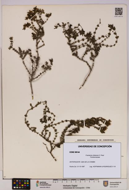 Frankenia chilensis [Espécimen: UDEC:CONC:0099144]