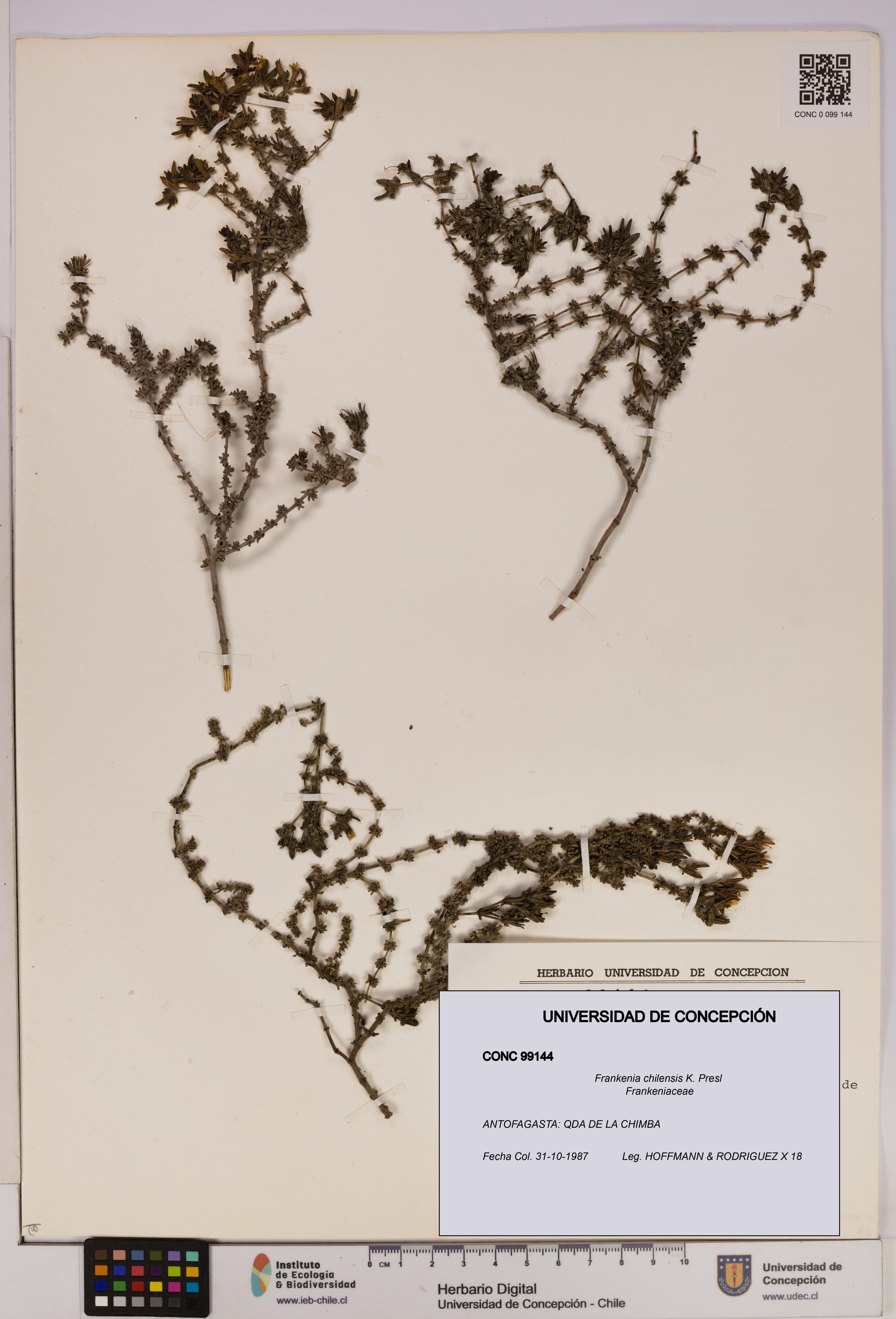 Frankenia chilensis [Espécimen: UDEC:CONC:0099144]