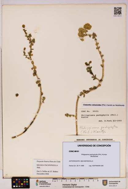Philippiamra pachyphylla [Espécimen: ]