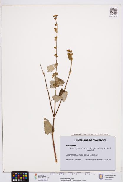 Salvia cuspidata subsp. gilliesii [Espécimen: ]