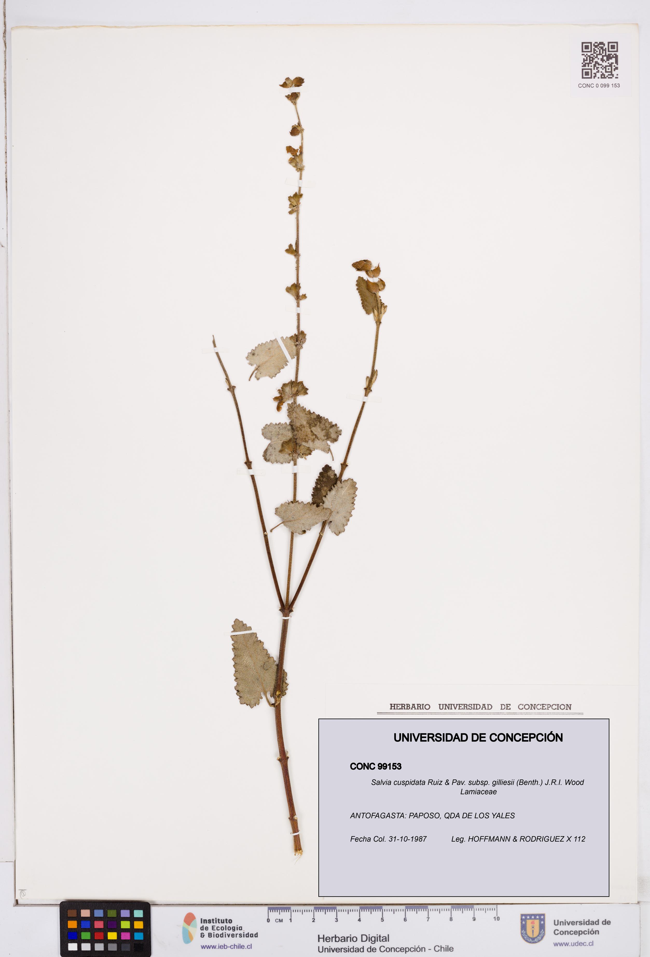 Salvia cuspidata subsp. gilliesii [Espécimen: ]