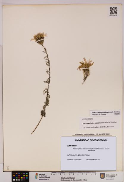 Plectocephalus atacamensis [Espécimen: UDEC:CONC:0099155]