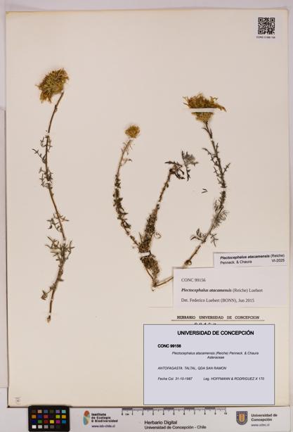 Plectocephalus atacamensis [Espécimen: UDEC:CONC:0099156]