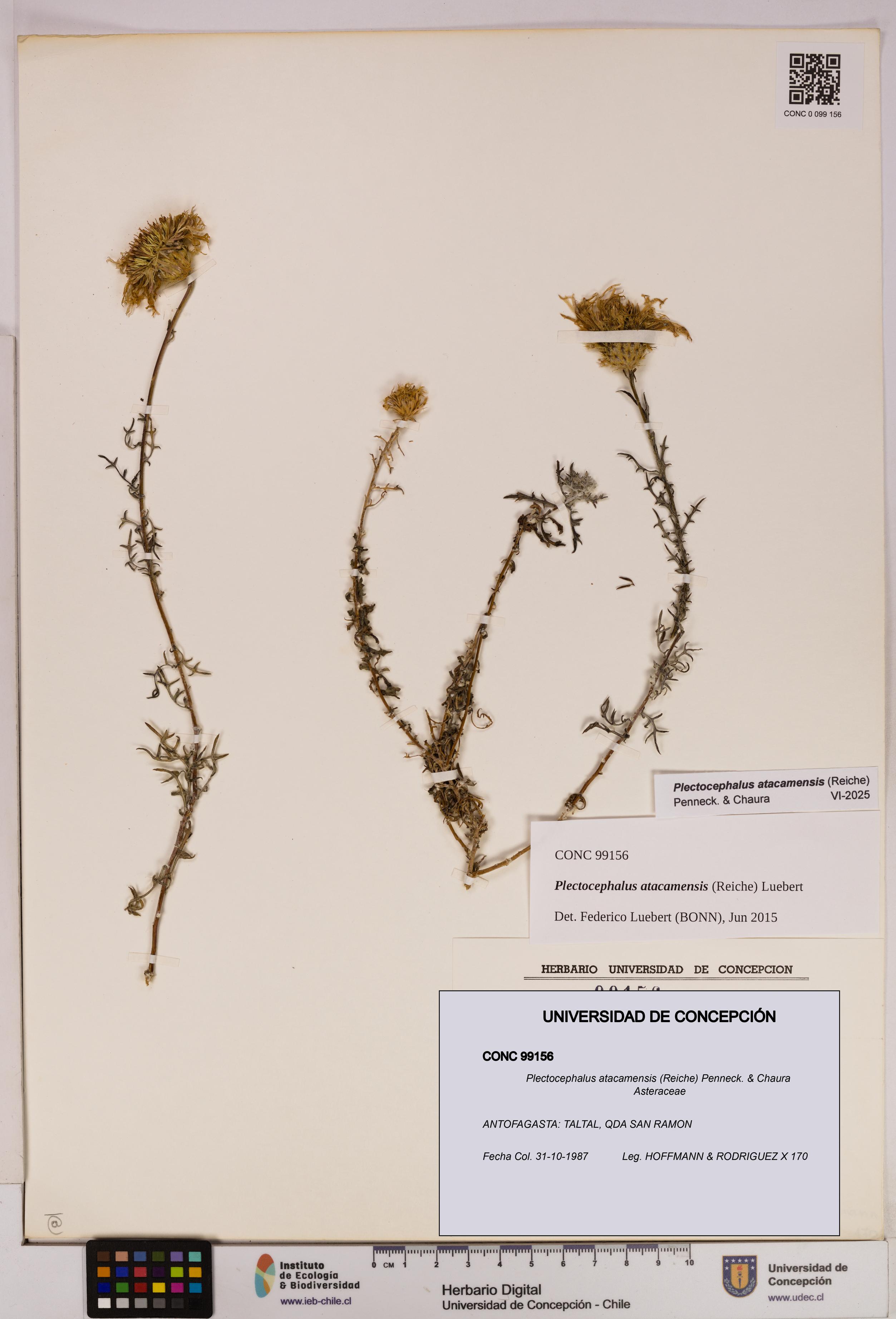 Plectocephalus atacamensis [Espécimen: UDEC:CONC:0099156]