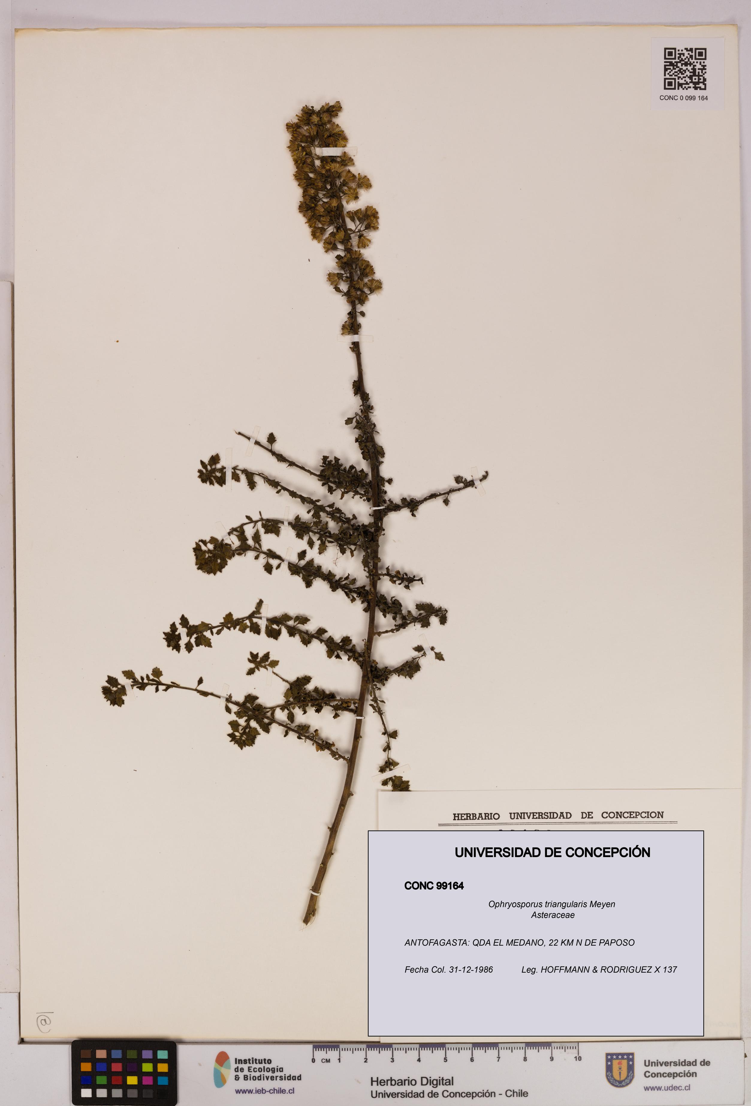 Ophryosporus triangularis [Espécimen: UDEC:CONC:0099164]