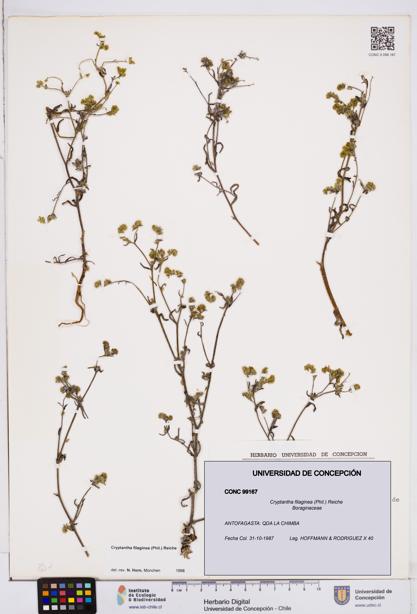 Cryptantha filaginea [Espécimen: ]