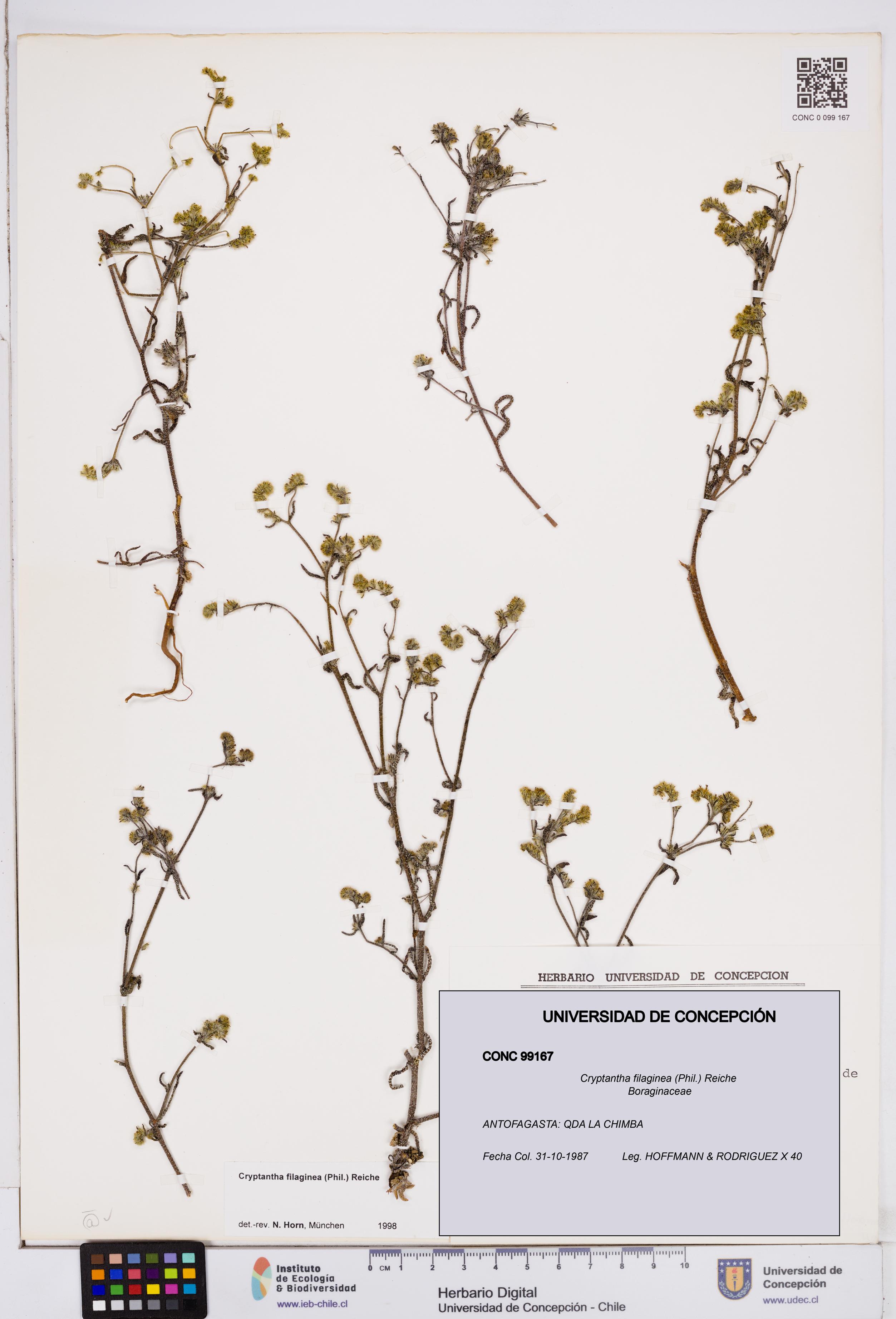 Cryptantha filaginea [Espécimen: ]
