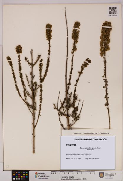 Ophryosporus triangularis [Espécimen: UDEC:CONC:0099168]