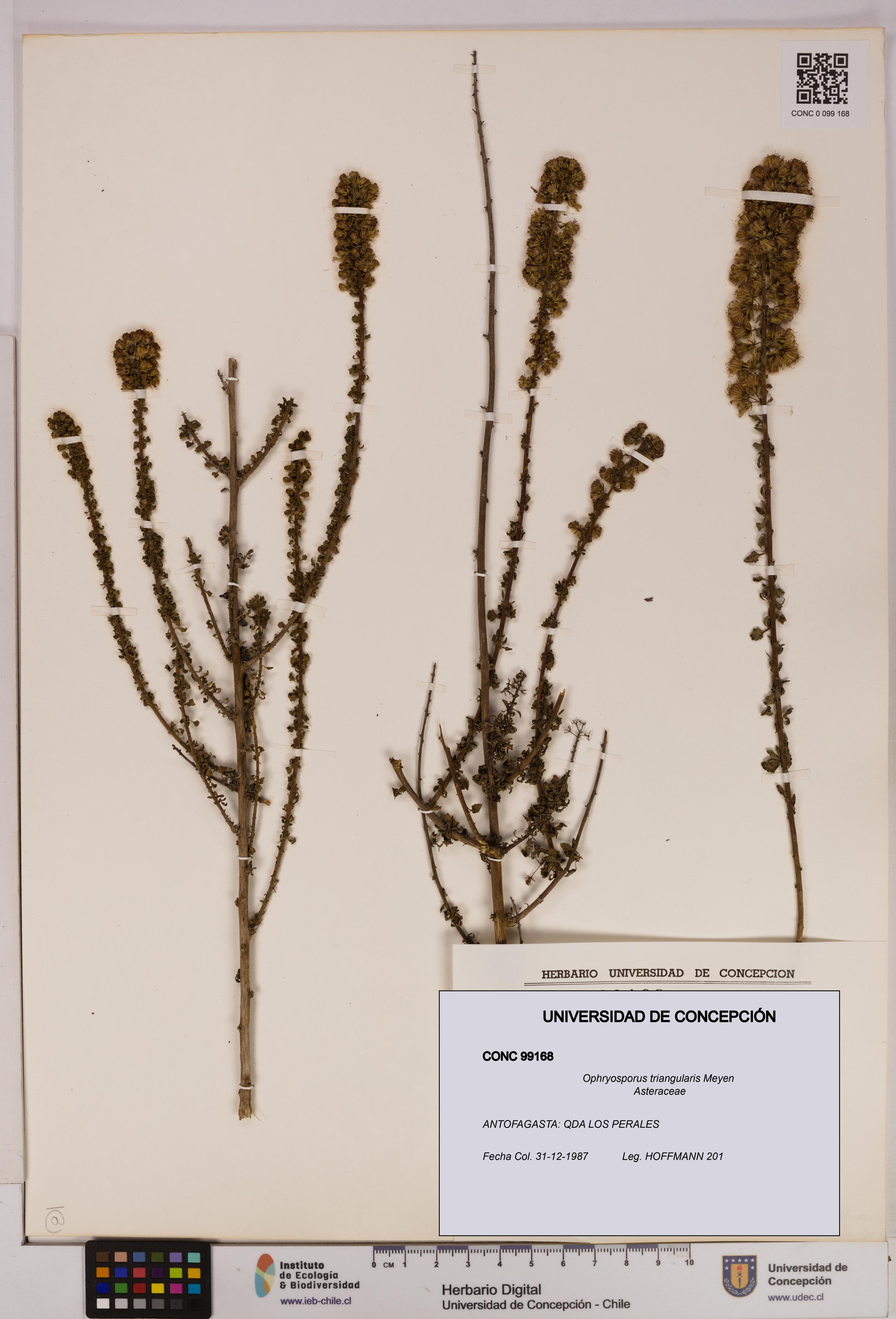 Ophryosporus triangularis [Espécimen: UDEC:CONC:0099168]