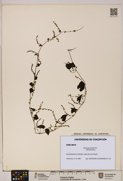 Dioscorea tenella [Espécimen: ]