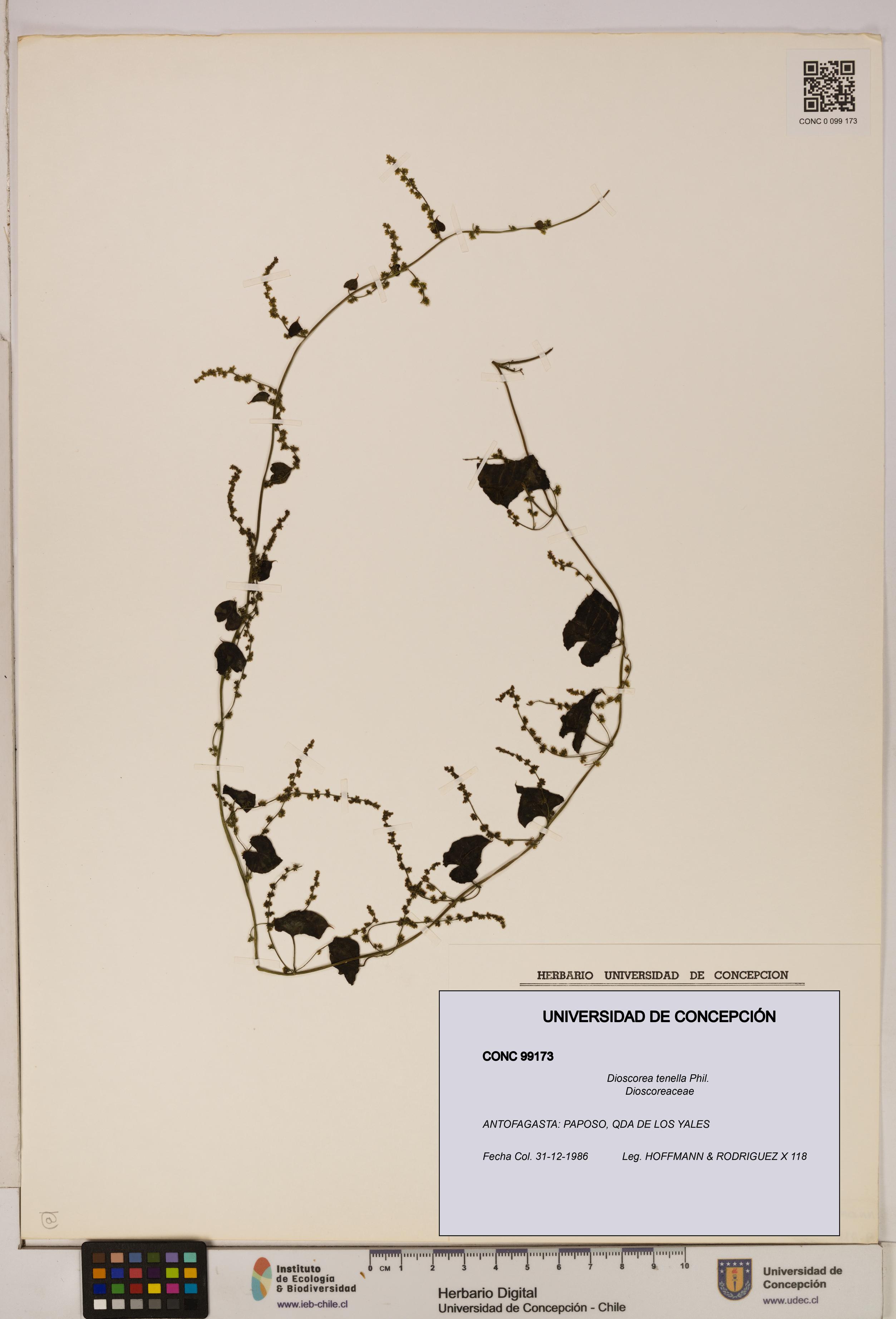 Dioscorea tenella [Espécimen: ]