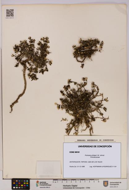 Portulaca philippii [Espécimen: UDEC:CONC:0099191]