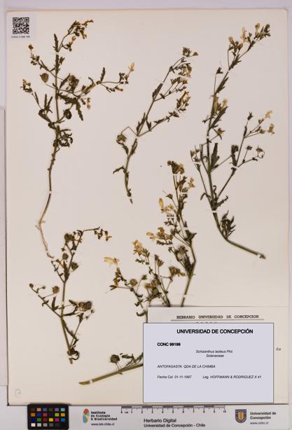 Schizanthus lacteus [Espécimen: UDEC:CONC:0099199]