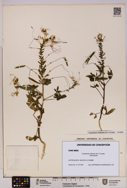 Incacleome chilensis [Espécimen: UDEC:CONC:0099202]