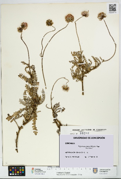 Polyachyrus fuscus [Espécimen: UDEC:CONC:0099203]