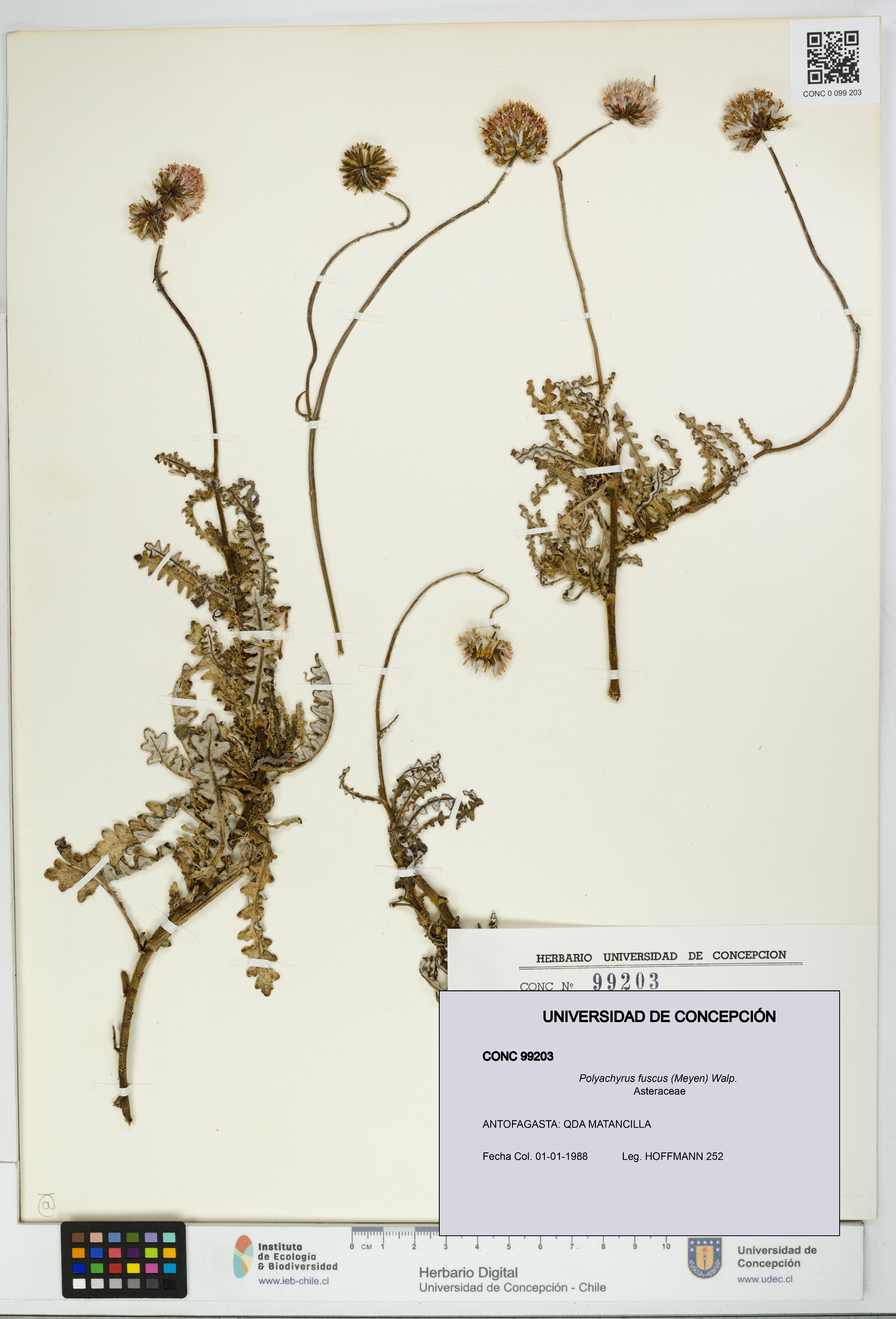Polyachyrus fuscus [Espécimen: UDEC:CONC:0099203]