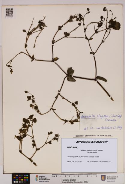 Mirabilis elegans [Espécimen: UDEC:CONC:0099206]