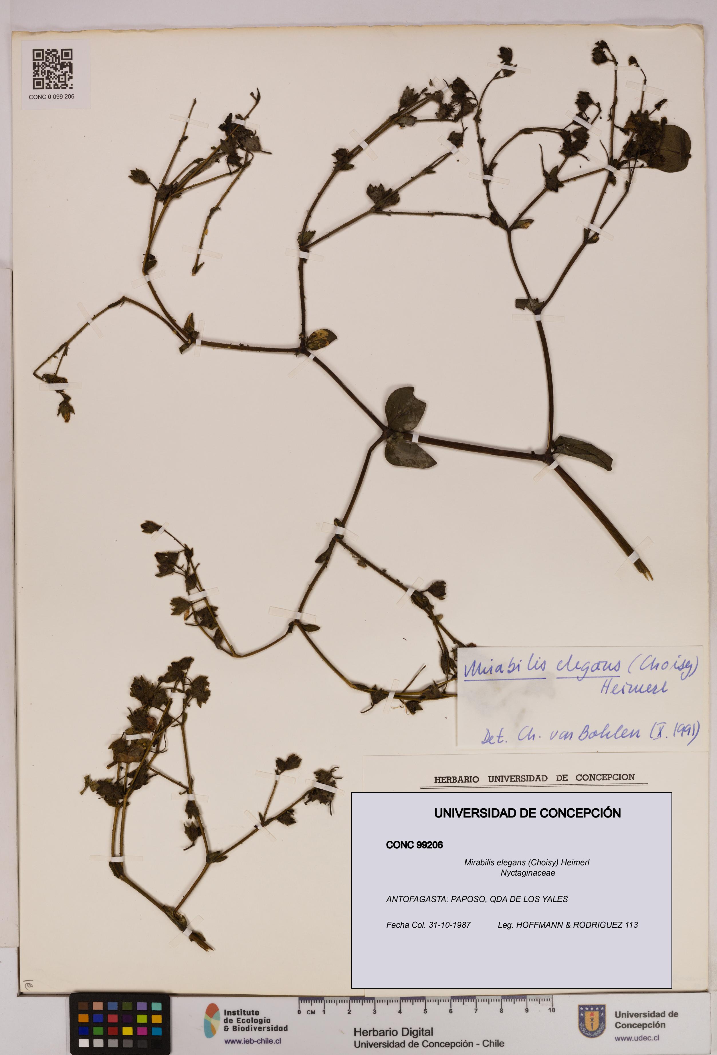 Mirabilis elegans [Espécimen: UDEC:CONC:0099206]