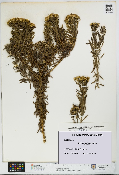 Gutierrezia espinosae [Espécimen: UDEC:CONC:0099228]