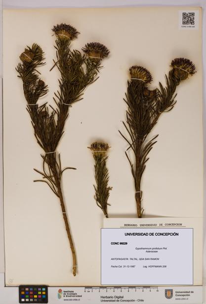 Gypothamnium pinifolium [Espécimen: UDEC:CONC:0099229]