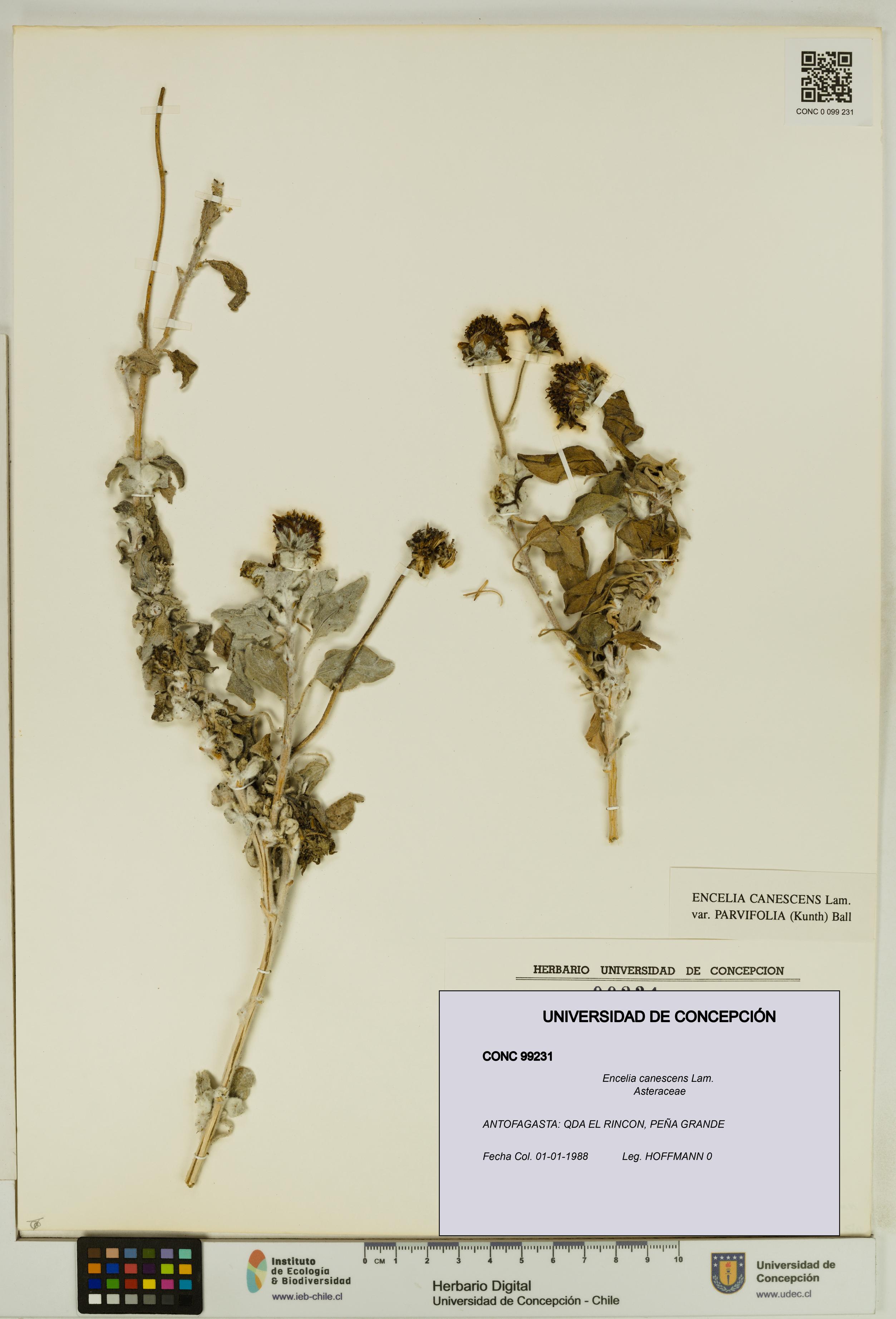 Encelia canescens [Espécimen: UDEC:CONC:0099231]
