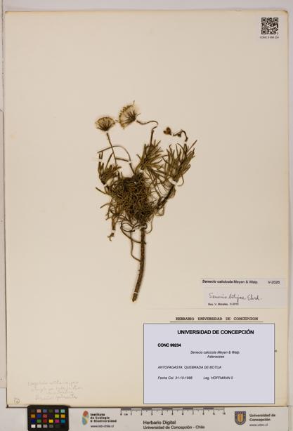 Senecio calcicola [Espécimen: UDEC:CONC:0099234]