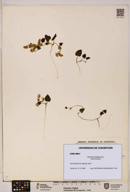Dioscorea fastigiata [Espécimen: ]