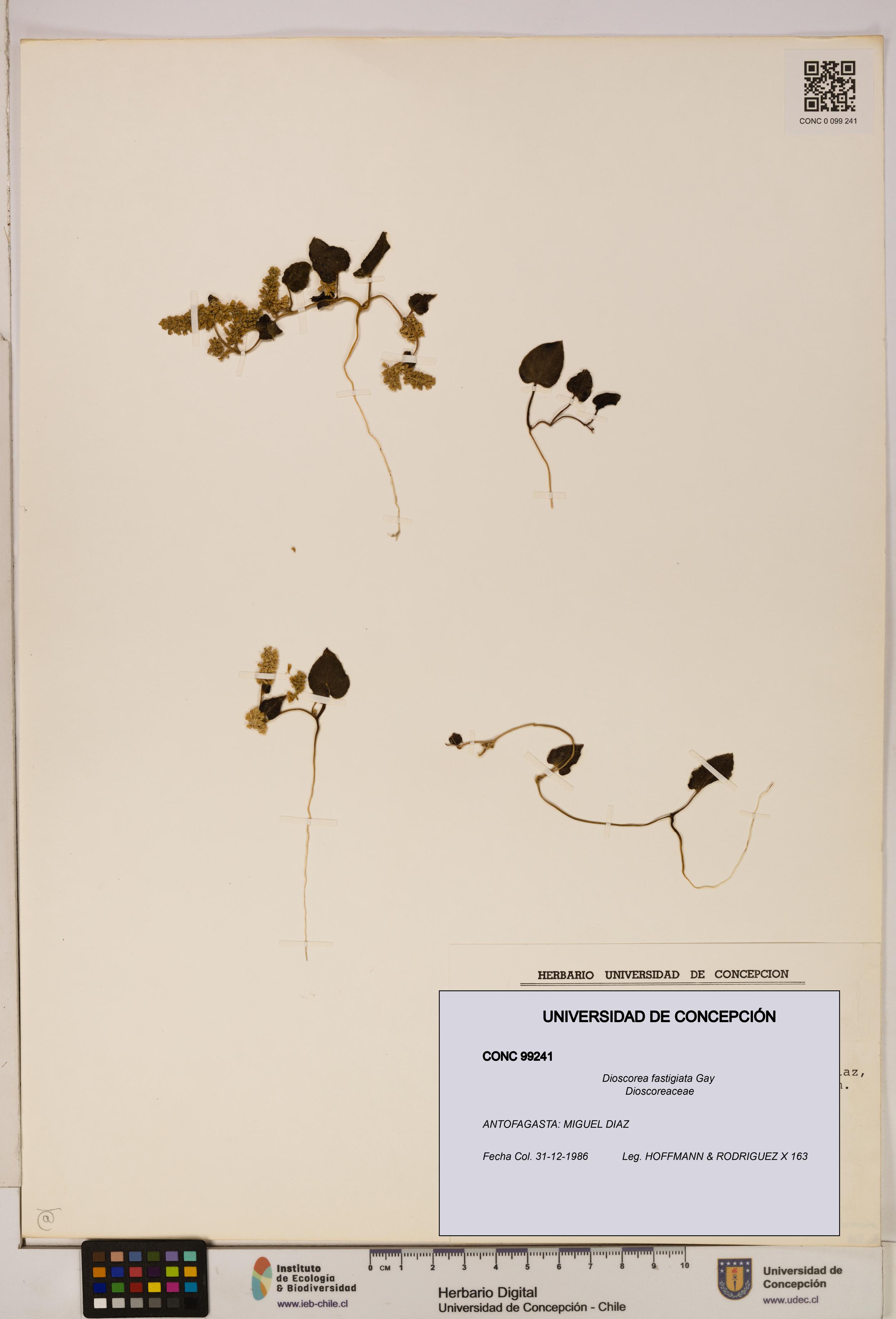 Dioscorea fastigiata [Espécimen: ]